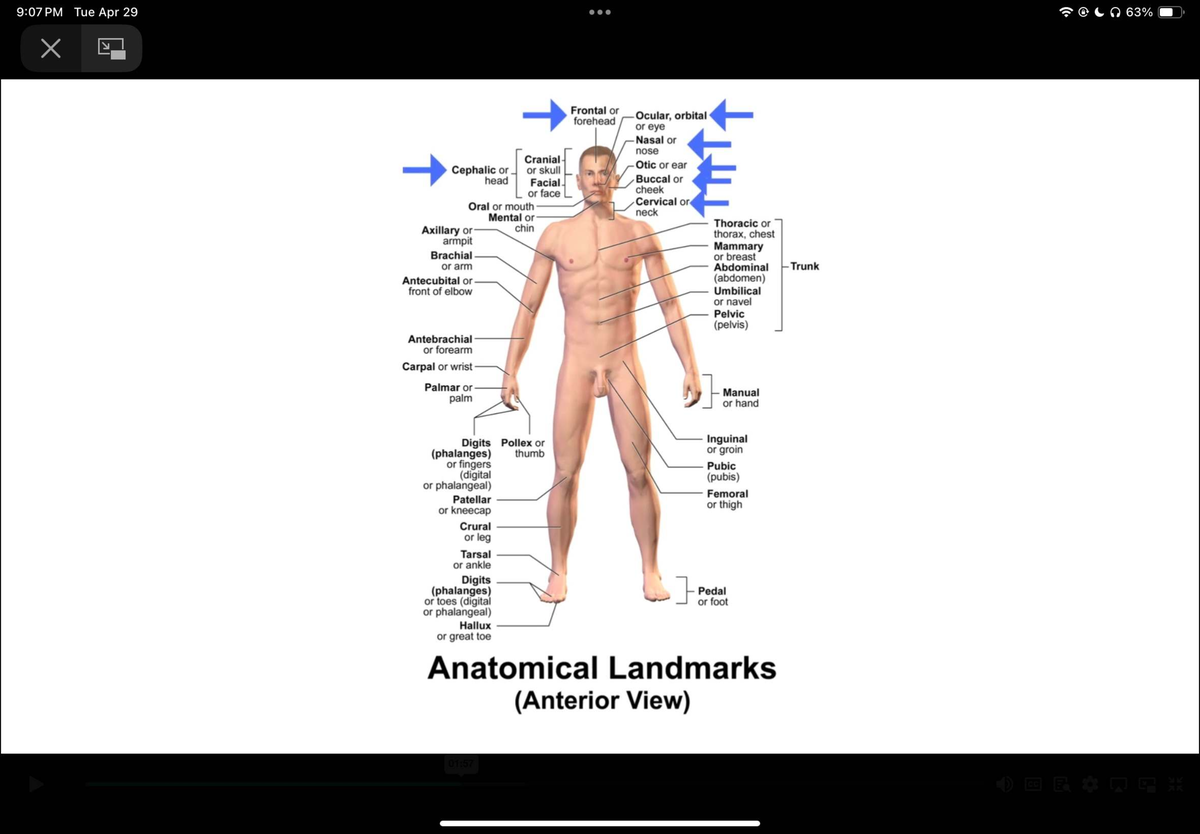 Anatomical Landmarks and Body Systems Overview (BIO 101) - Studocu