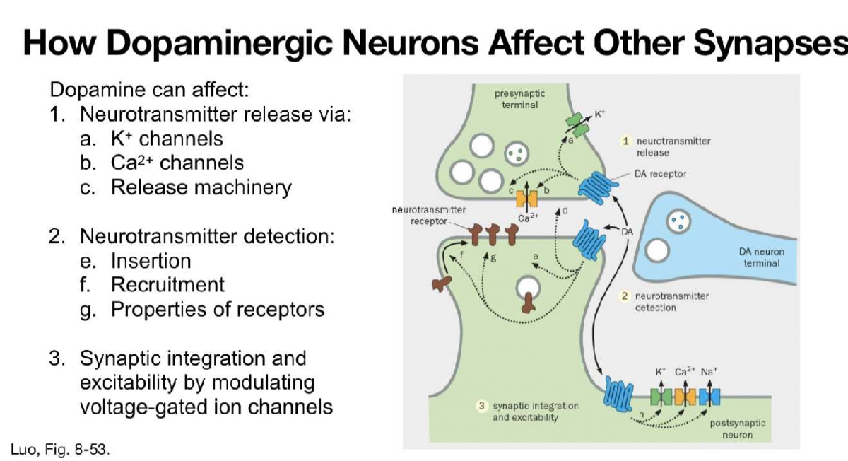 Dopaminergic Neurons and Their Impact on Synaptic Function - Studocu