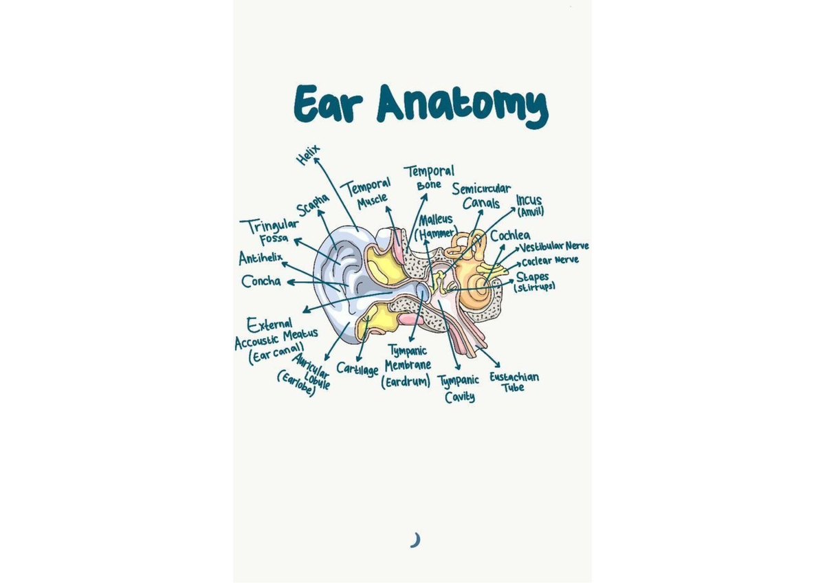 Learning with anatomy - Ear Anatomy Helix Temporal Temporal Bone ...