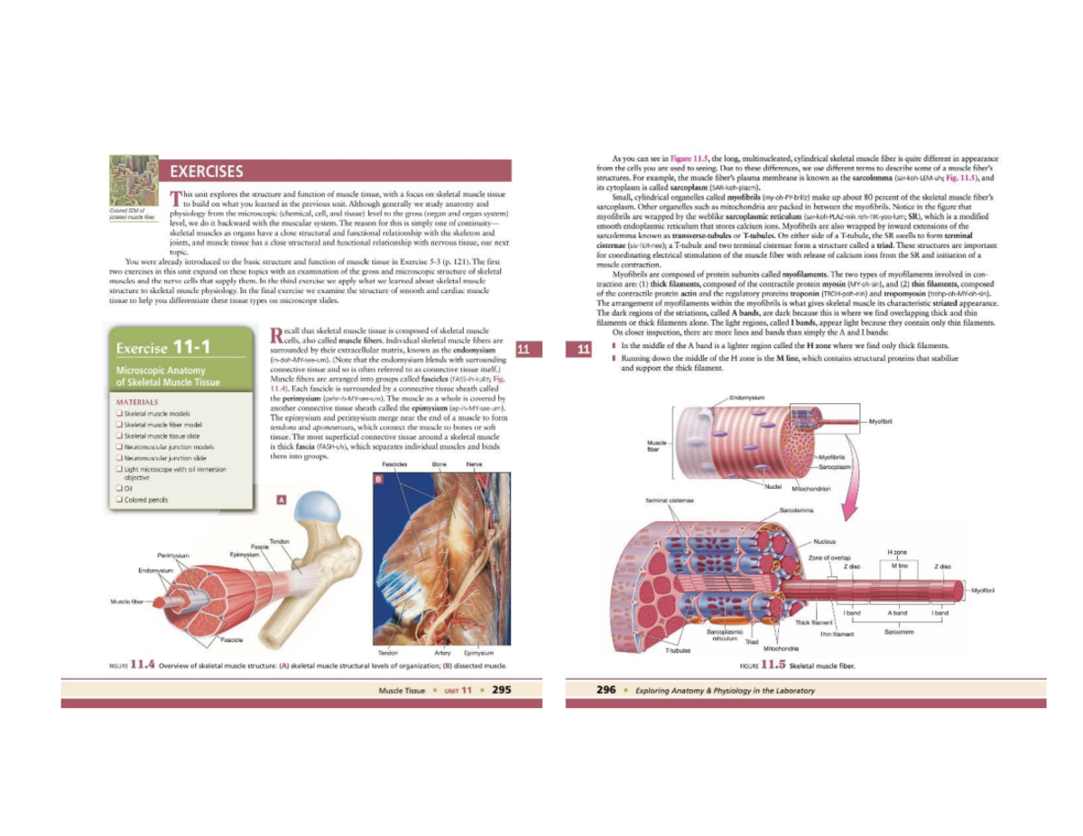 Muscle Tissue Structure and Function Lab Notes (BIO 101) - Studocu