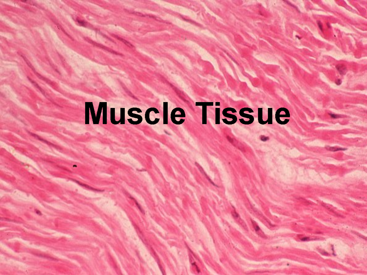 Muscle Tissue Overview: Types, Anatomy, and Contraction Processes - Studocu