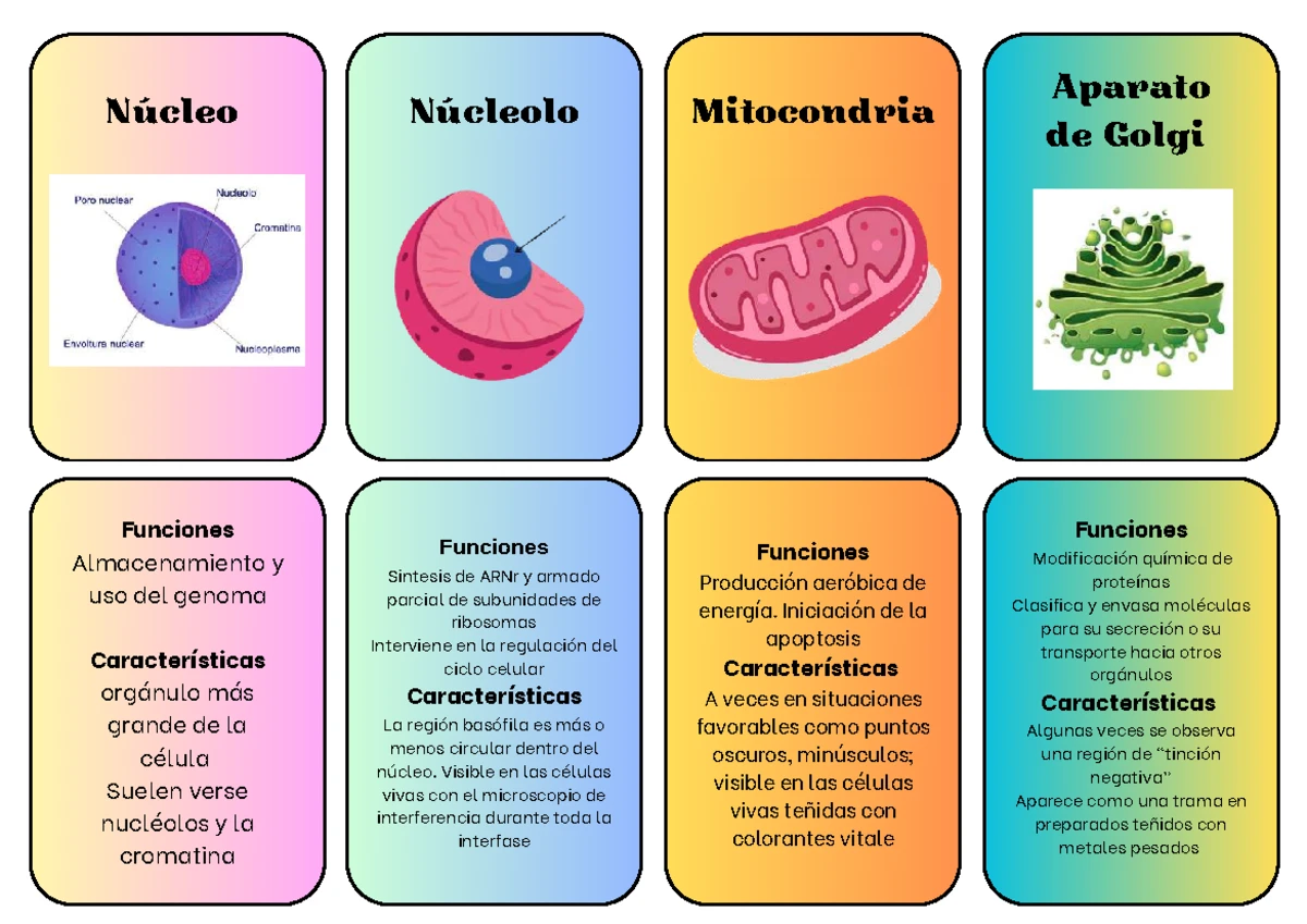 Reino Plantae: Características y Nutrientes del Reino Vegetal - Studocu