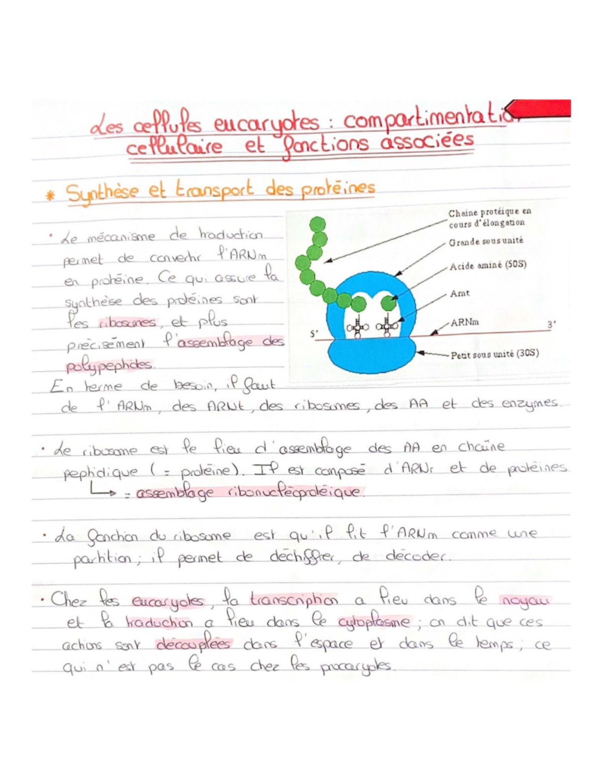 CM 3 4 - Les Cellules Eucaryotes : Compartimentation et Synthèse des ...