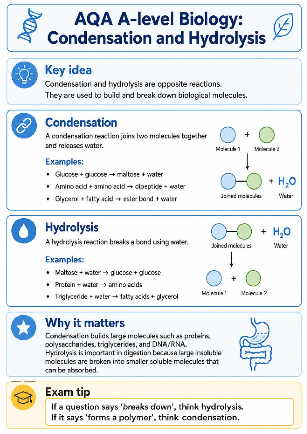AQA Biology: Condensation & Hydrolysis Revision Sheet - Studocu