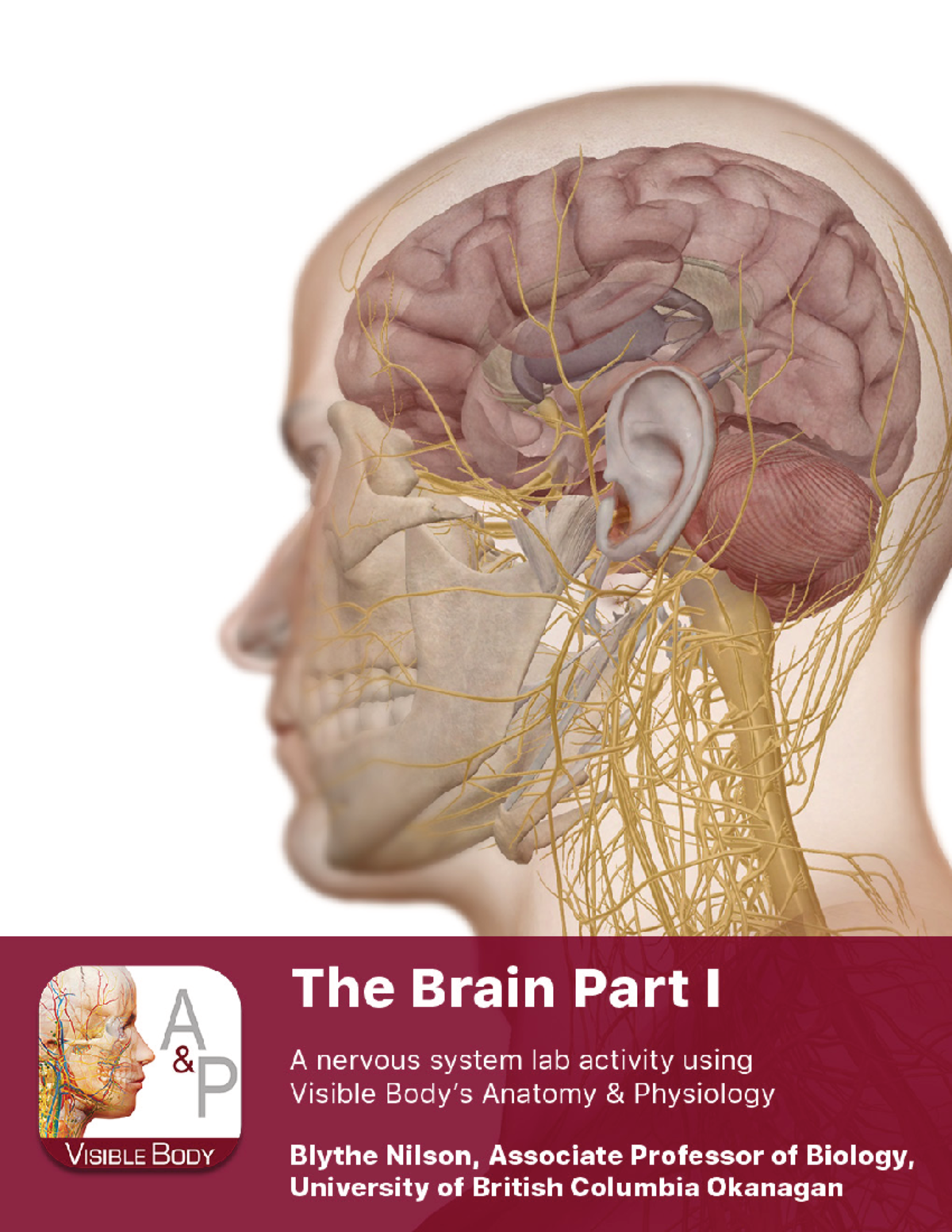 Lab Manual A&P: Brain Supplement Part 1 Overview & Exercises - Studocu