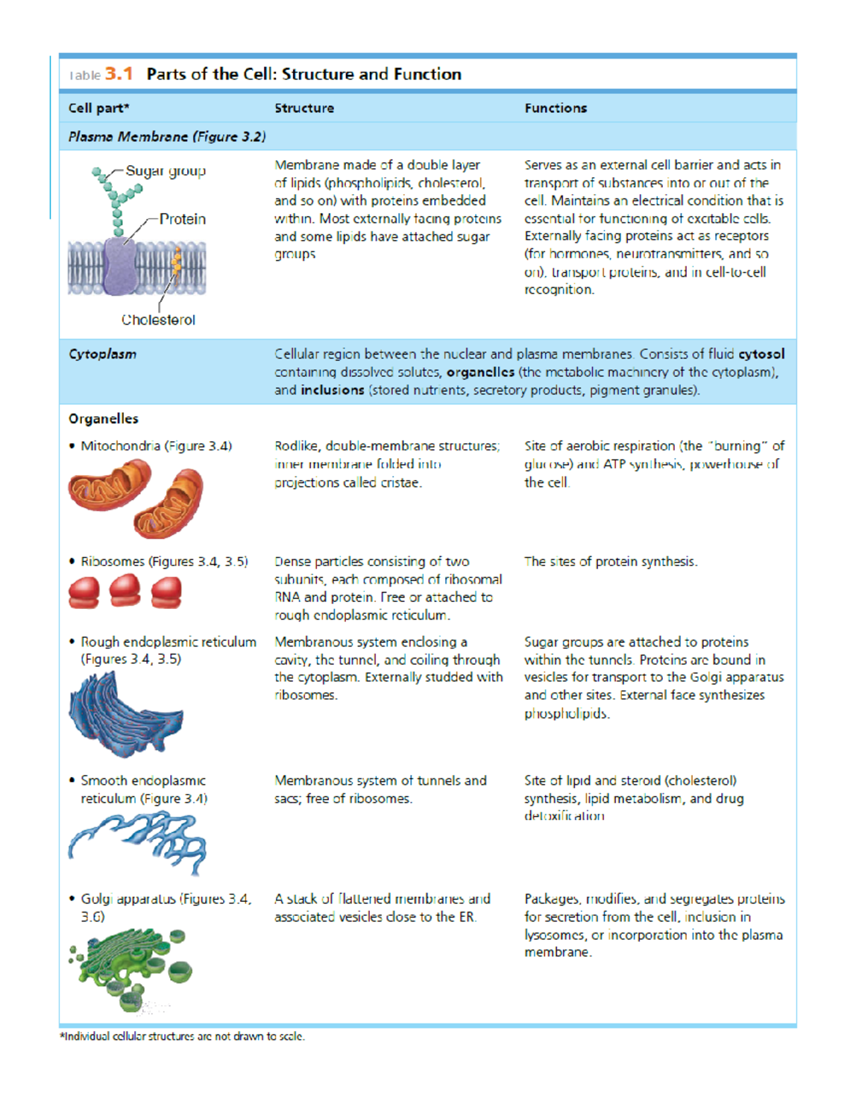 Cell Structure and Functions: A Comprehensive Overview - Studocu