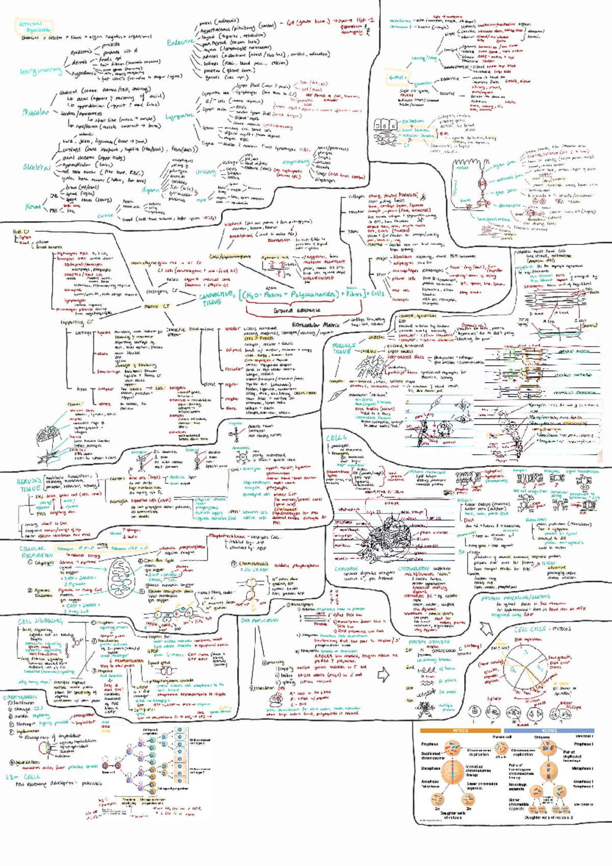 Cheat Sheet for BIOSCI 107: Cellular Structures and Functions - Studocu
