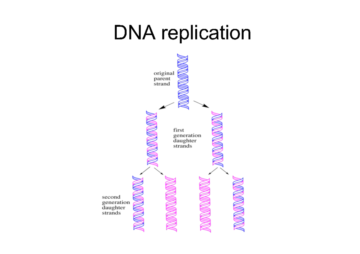 DNA Replication Overview: Key Concepts and Processes (Day 3) - Studocu