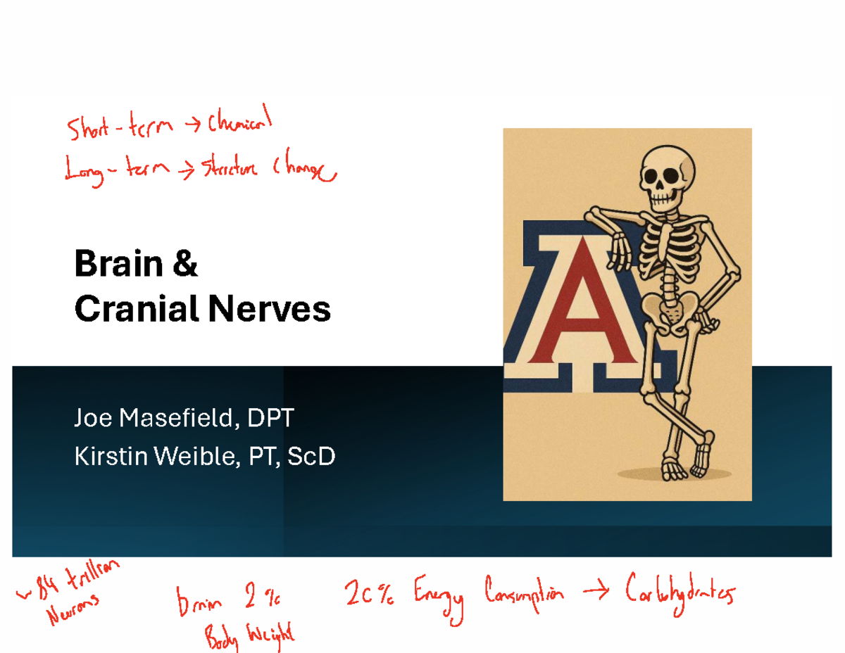 Brain & Cranial Nerves Lecture Notes - Studocu