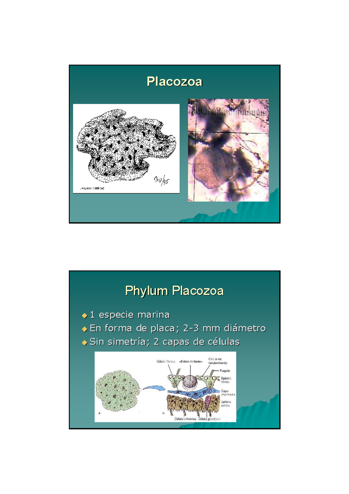 Placozoos. mesozoos y orígen de metazoos - PlacozoaPlacozoa Phylum ...