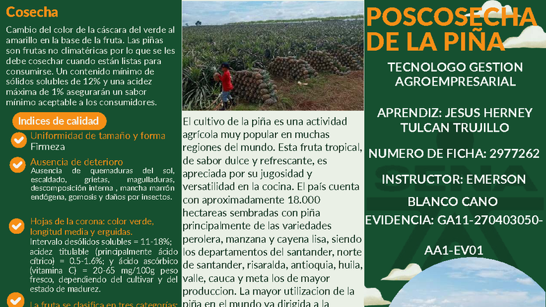 Folleto de Manejo de Poscosecha de Piña - TECNOLOGO GESTION ...