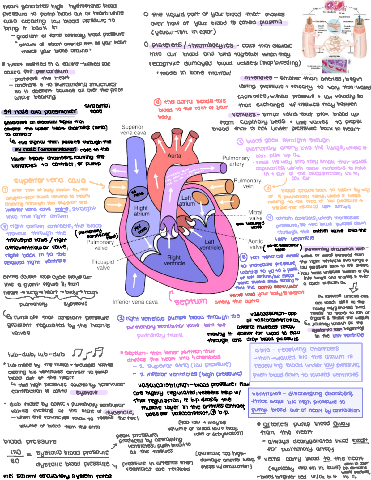 Bio Unit 2 Lecture Notes: Heart Function & Blood Pressure Dynamics ...
