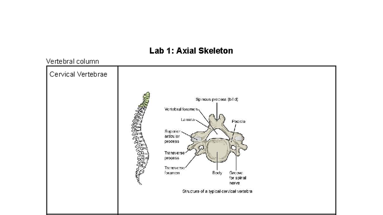 KINE 2031 Lab Test 1: Axial & Appendicular Skeleton Overview - Studocu