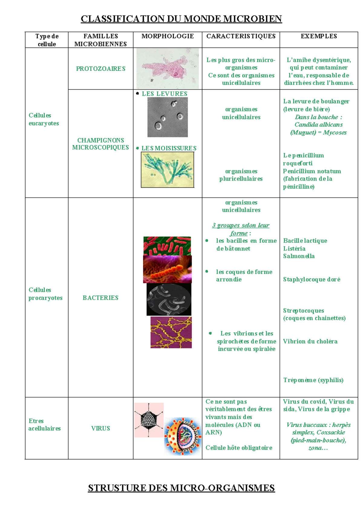 Fiche R vision Microbiologie S1 Classification Et Caract ristiques 