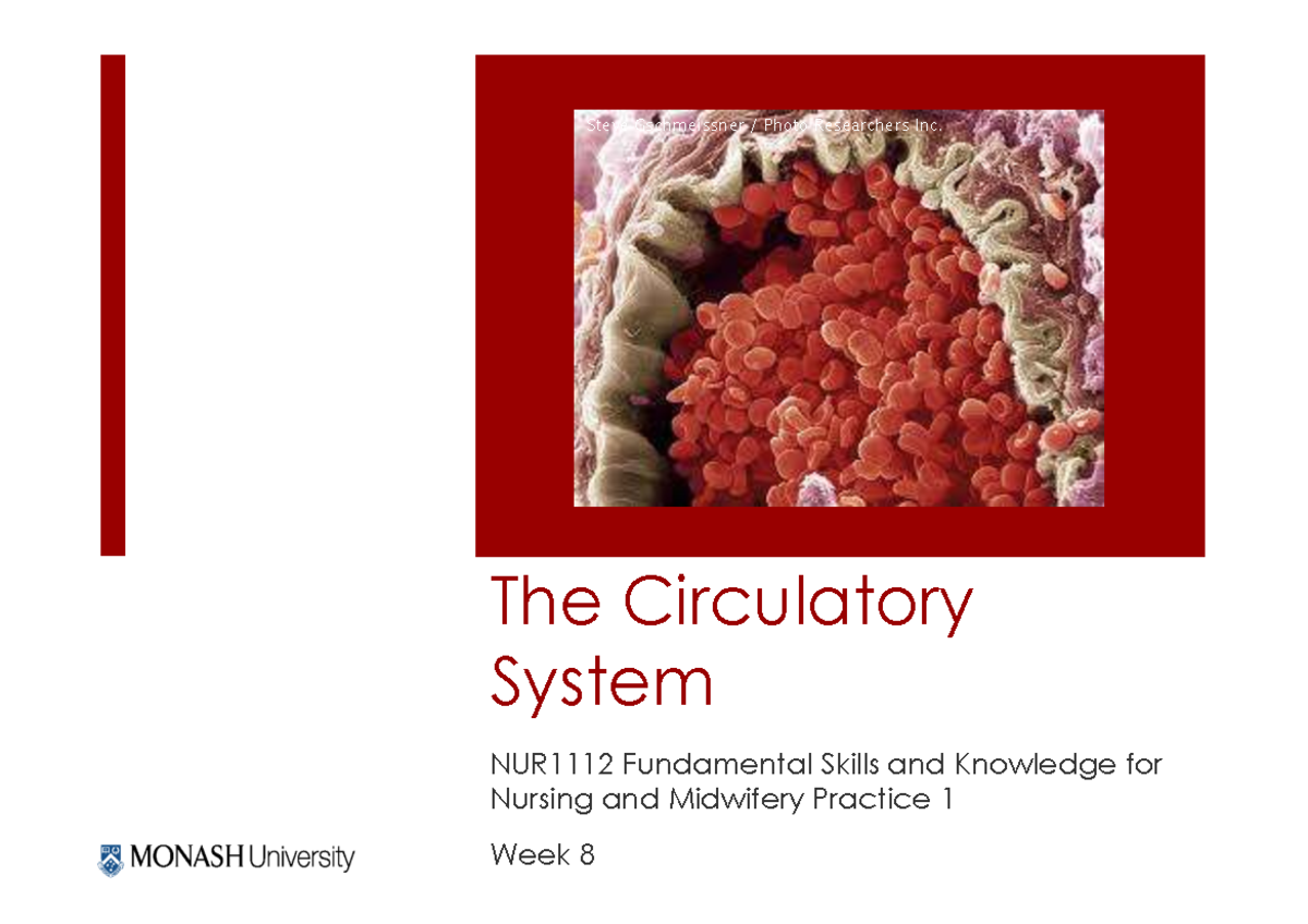 Circulatory System Fundamentals: Nursing & Midwifery Practice 1 Week 8 ...