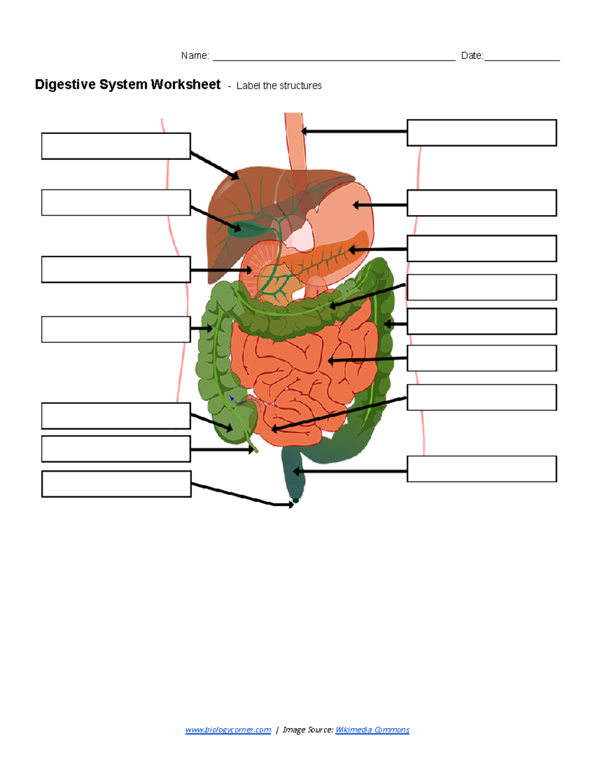Digestive System Worksheet - Labeling Structures and Biliary System ...