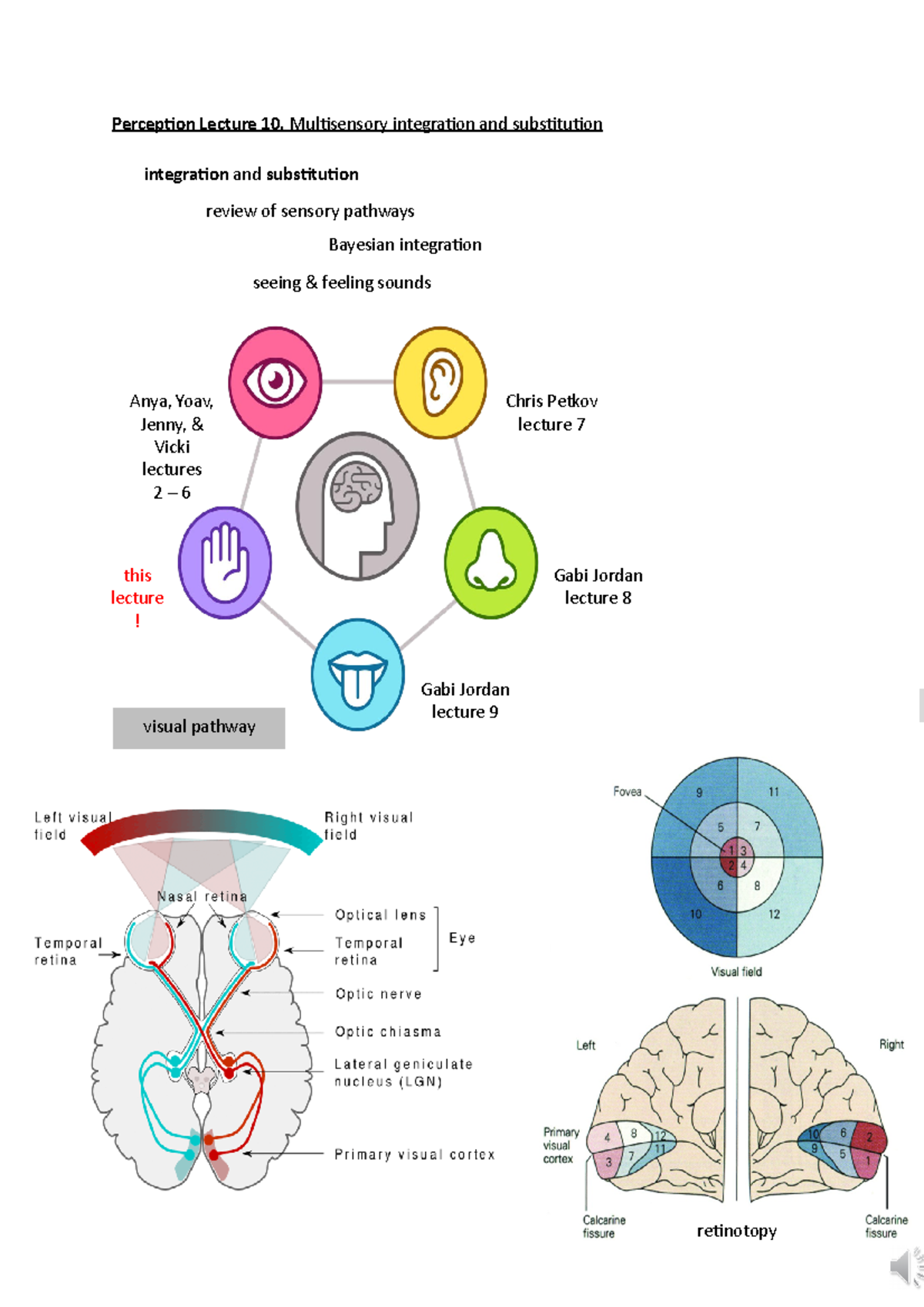 Perception Lecture 10 -Multisensory integration and substitution ...