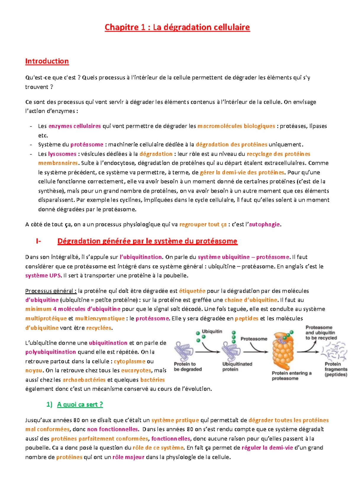 Chap 2 La différenciation cellulaire - Chap 2 : La différenciation ...
