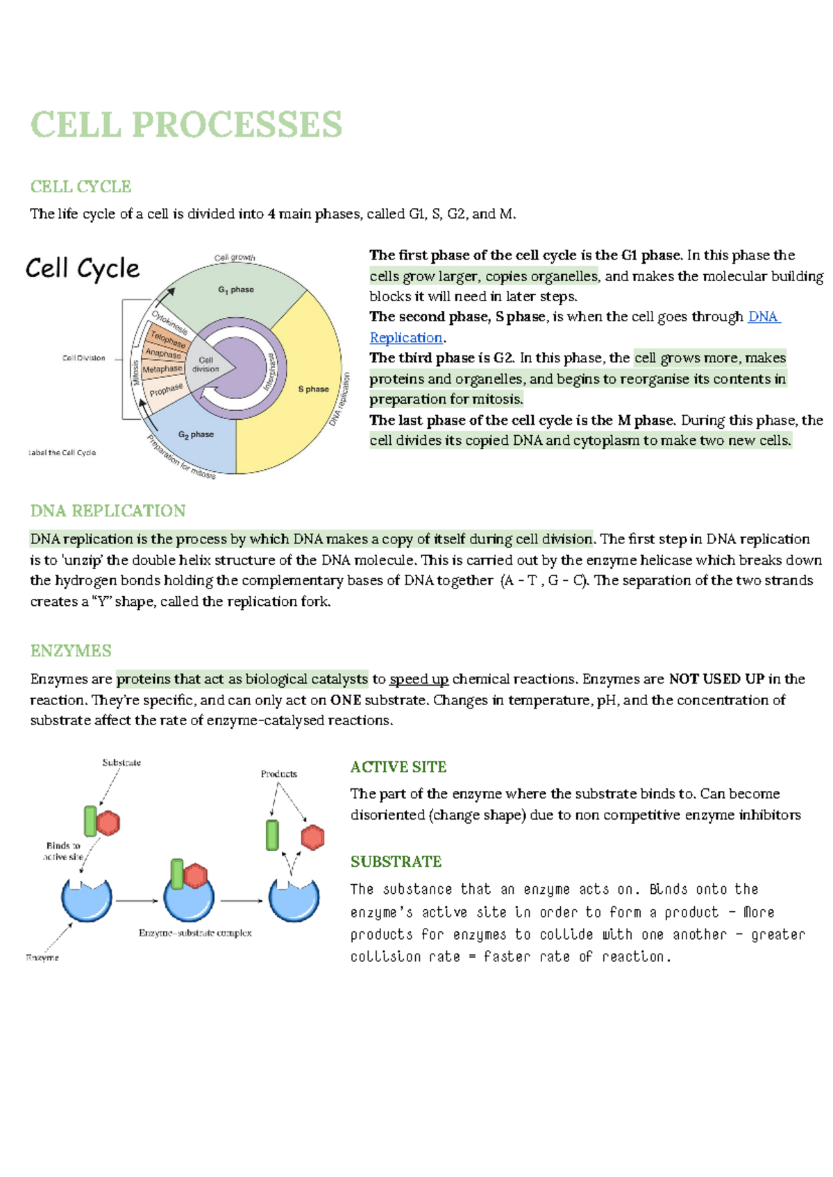 NCEA 2 Cell Processes Study Notes: Cycle, Replication & Transport - Studocu