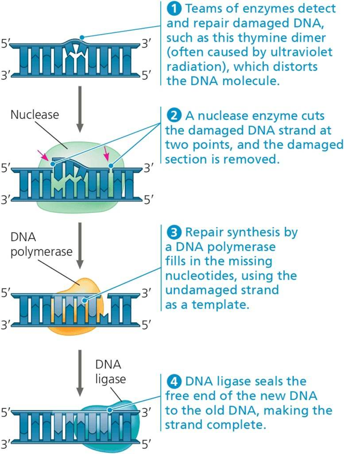 Nucleotide Excision Repair of Damaged DNA: Enzyme Teams Explained - Studocu