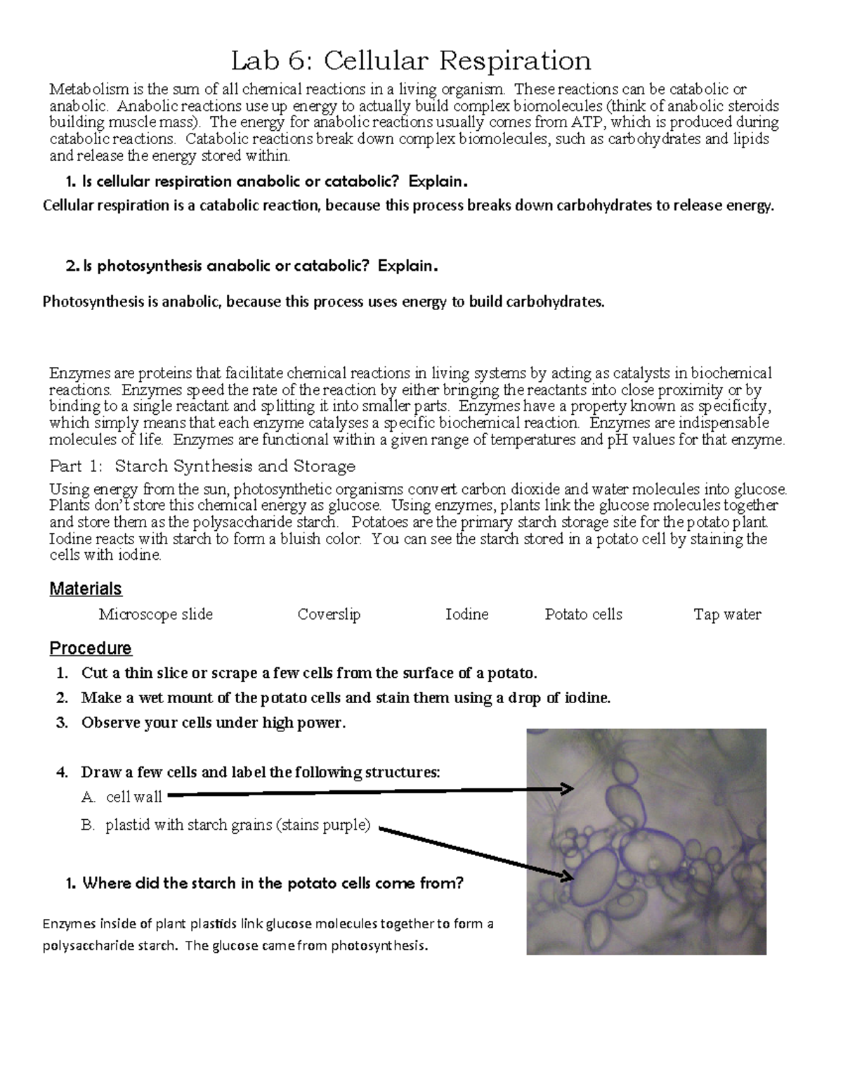 Answer Key: Lab 6 - Cellular Respiration and Enzyme Activity - Studocu