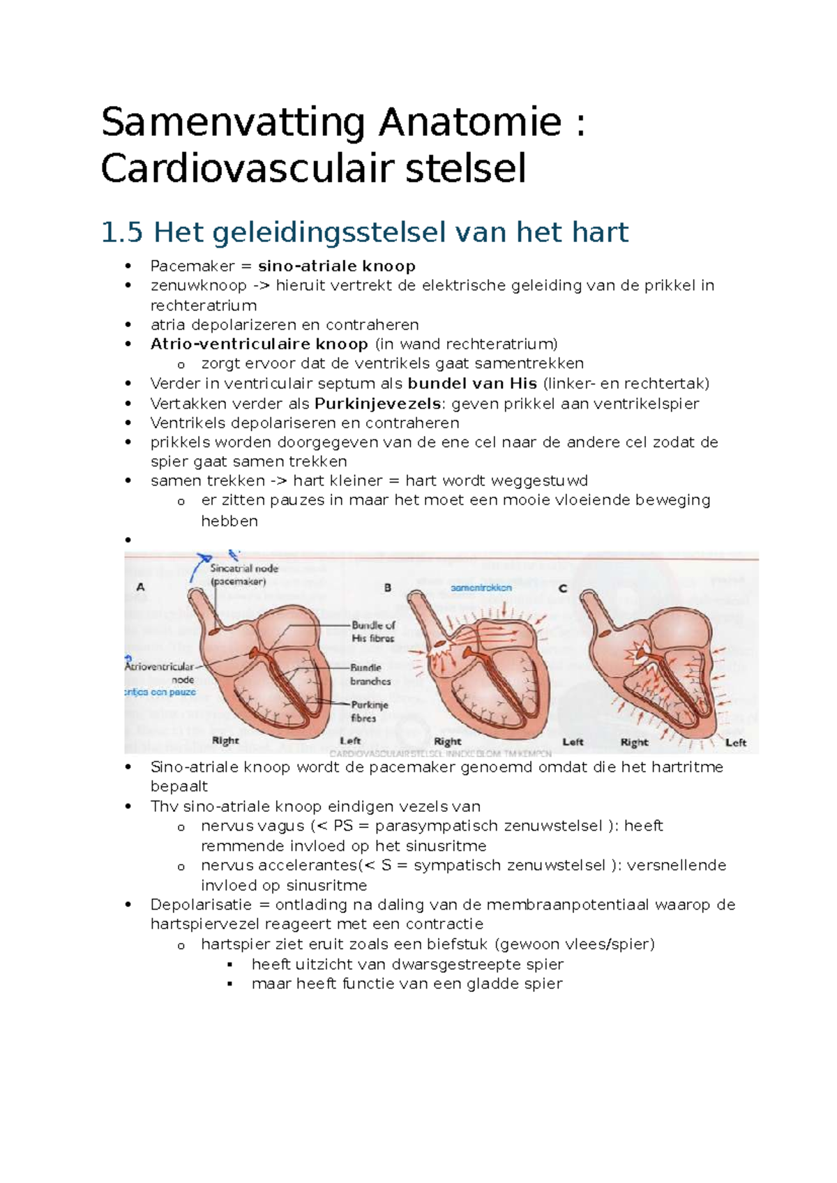 Samenvatting Anatomie: Cardiovasculair Stelsel en Geleidingsstelsel ...