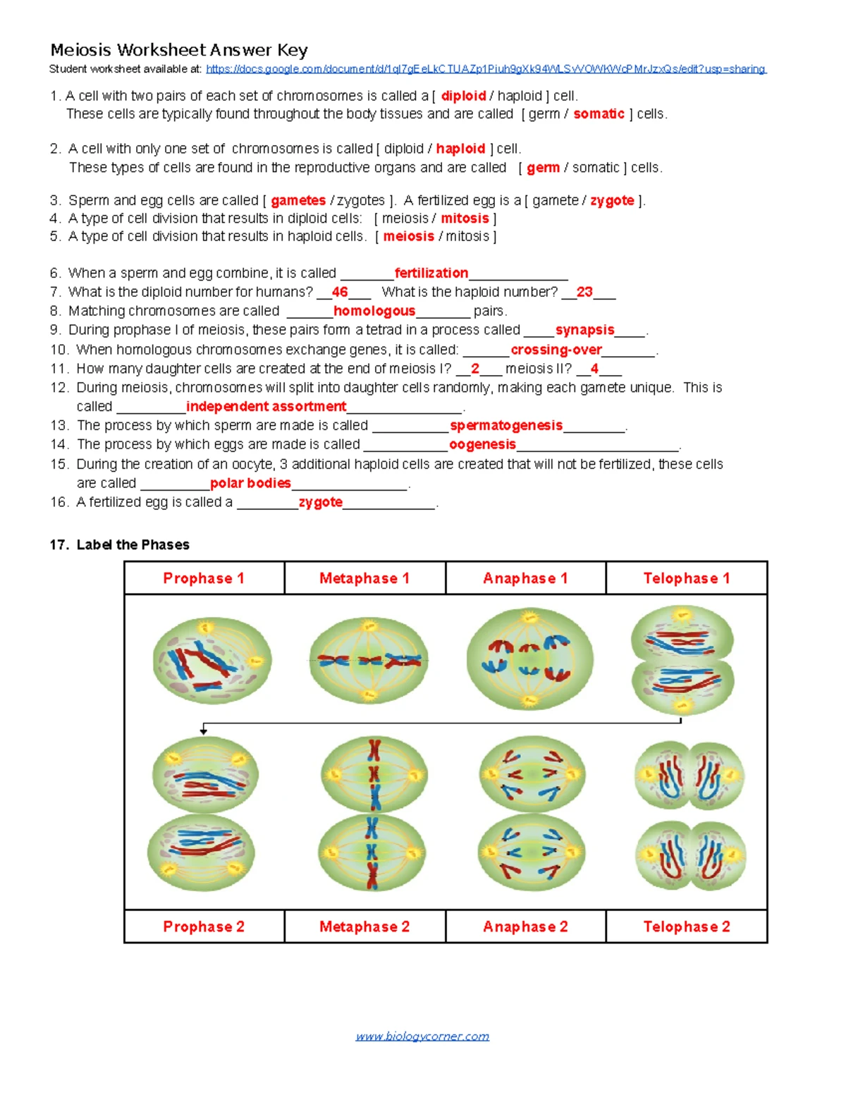 Thecellcycleworksheet with answers THE CELL CYCLE WORKSHEETTHE CELL CYCLE WORKSHEET Name