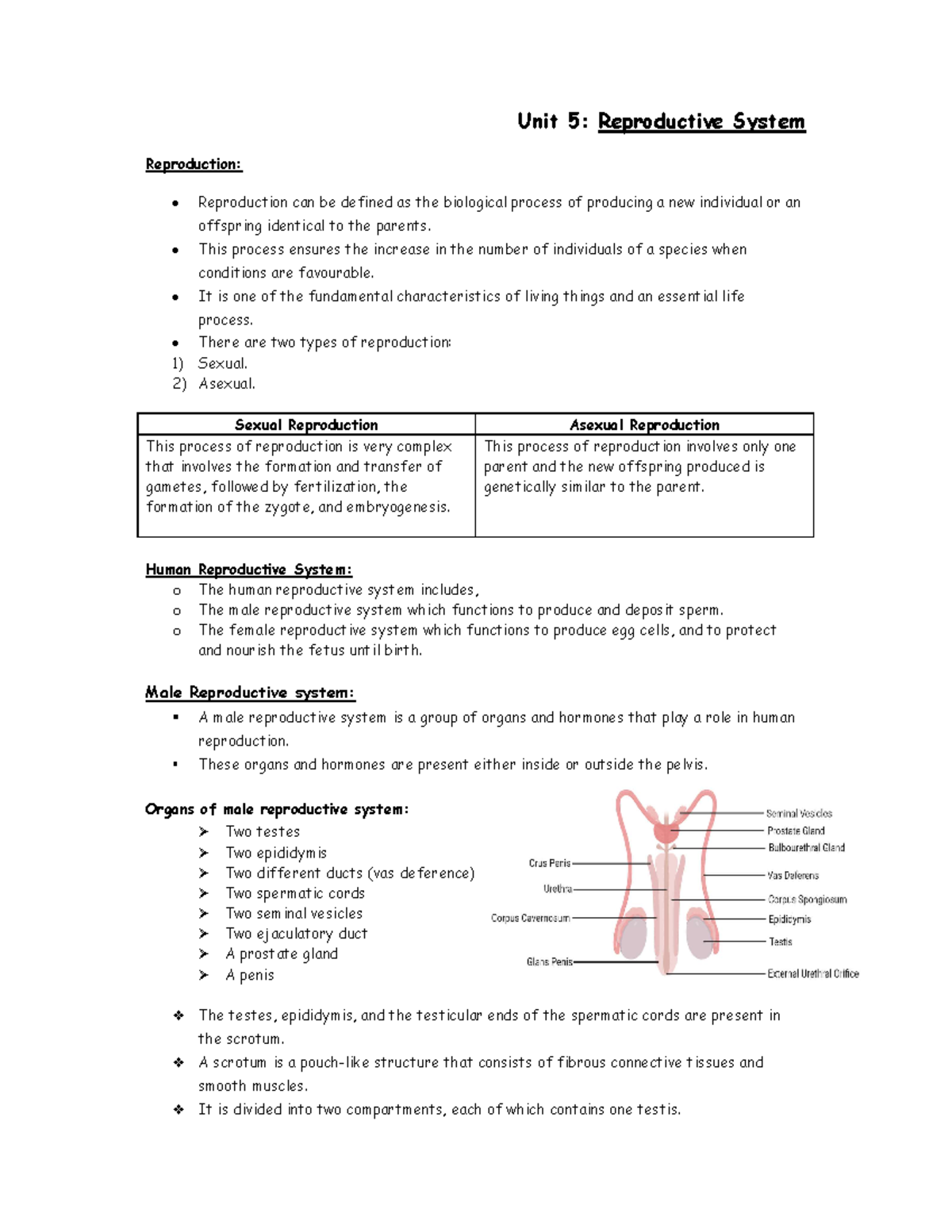Unit 5: Comprehensive Study of the Reproductive System - Studocu