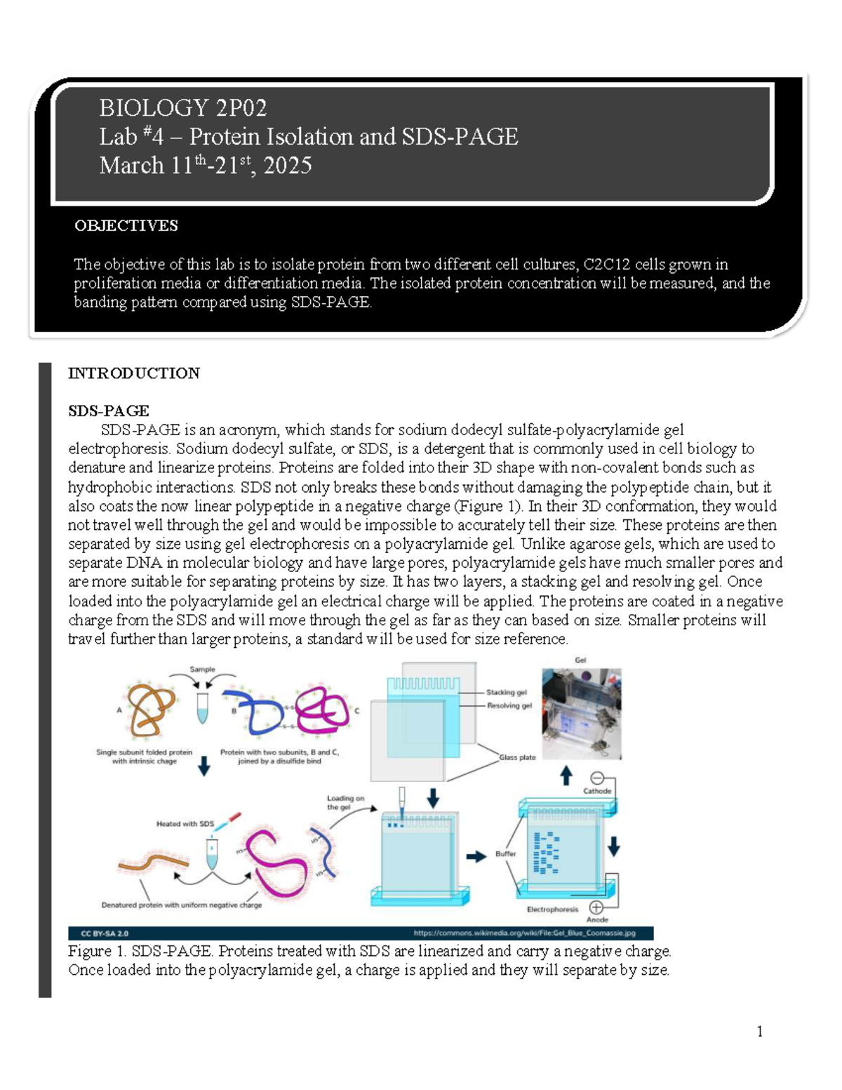 Biology 2P03 Lab 4: Protein Isolation & SDS-PAGE Techniques - Studocu