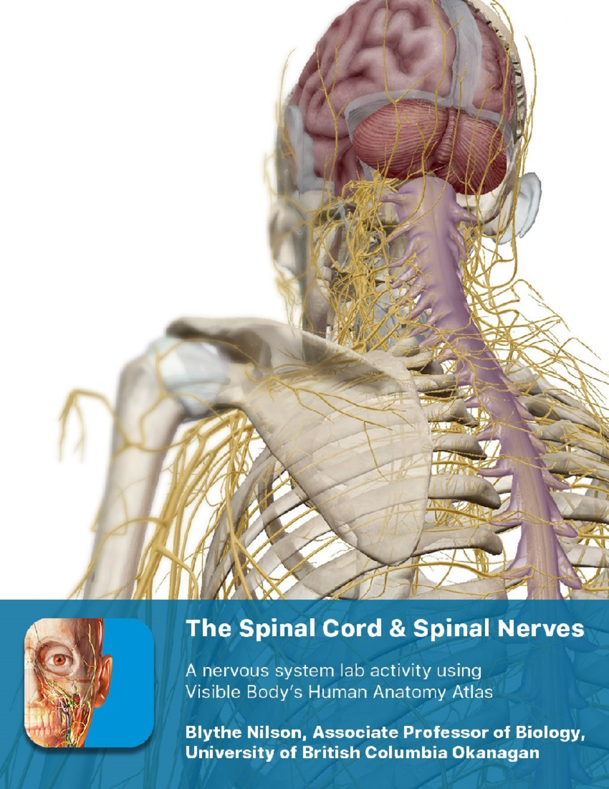 Spinal Cord and Nervous System Overview - Pre-Lab Exercises - Studocu
