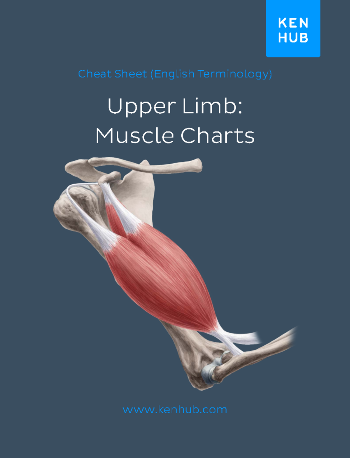 Upper Limb Muscle Charts Cheat Sheet (ANAT 101) - Studocu