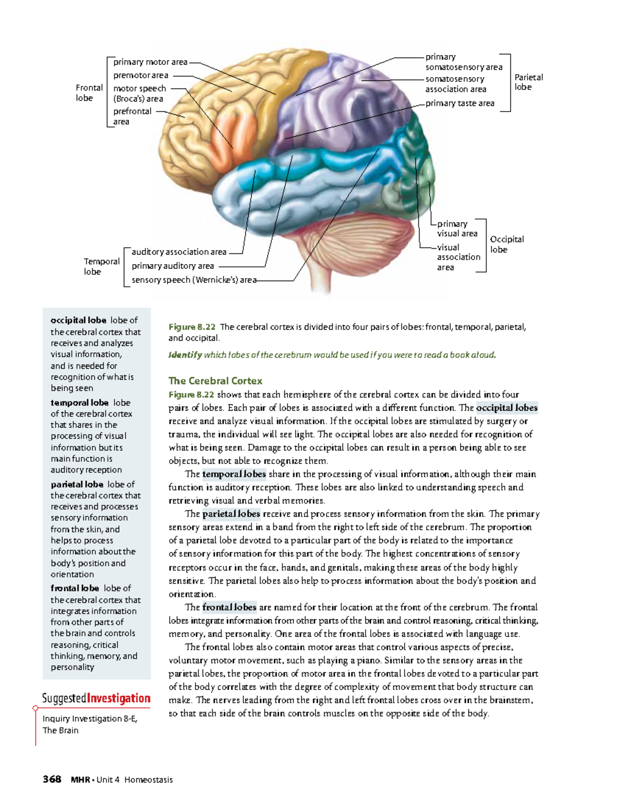 Brain Diagram – Textbook (dragged) 2 - Figure 8 The cerebral cortex is ...