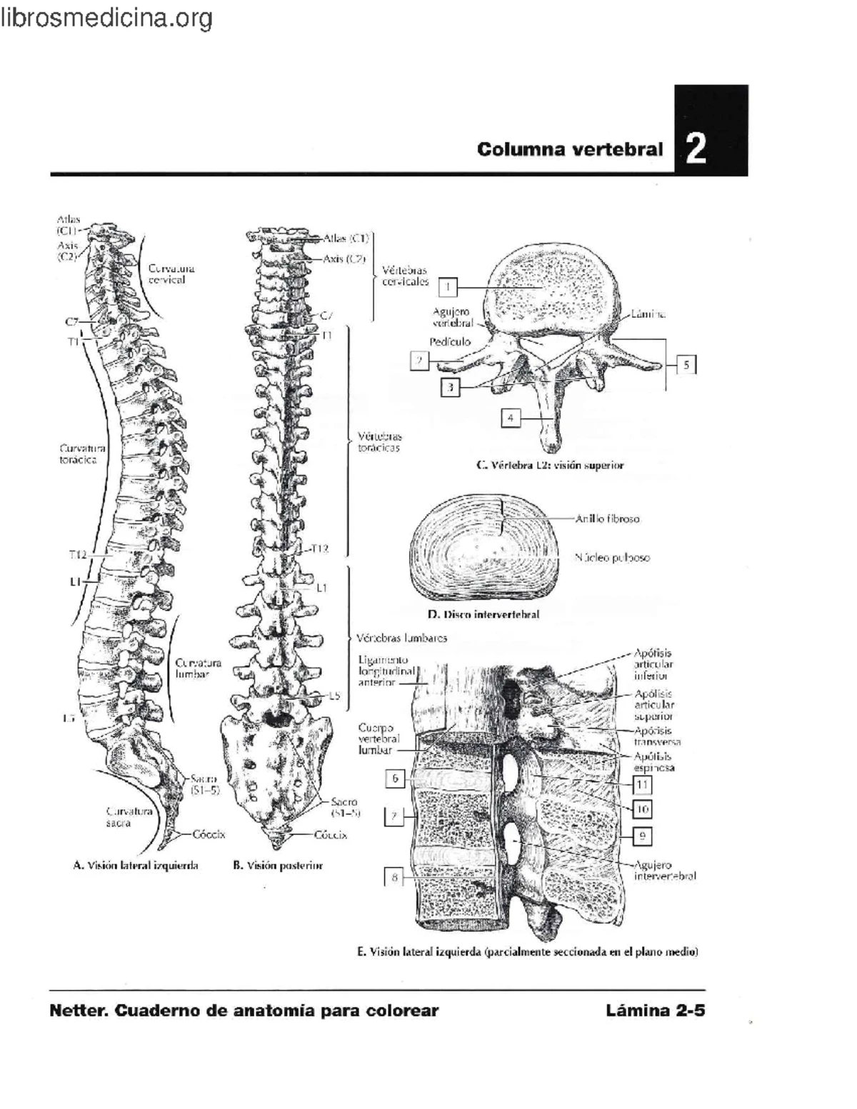 Columna Vertebral: Anatomía y Curvaturas - Netter para Colorear 47 ...
