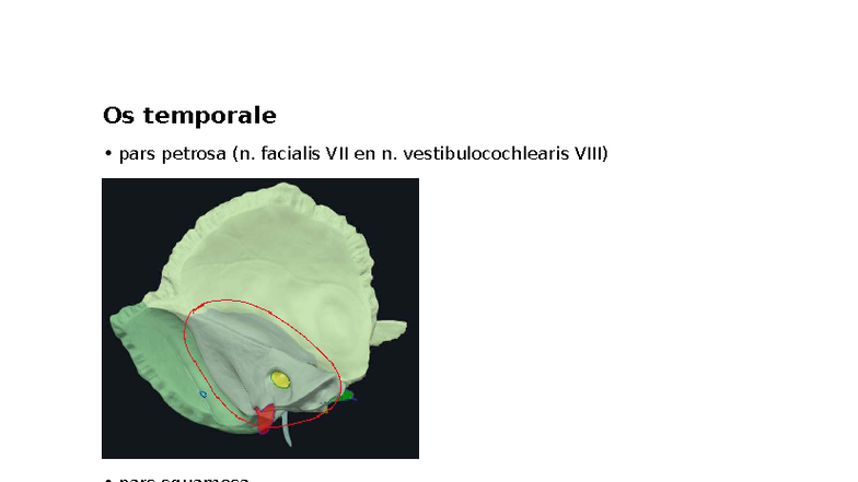 Os temporale practicum - Anatomie craniale zenuwen - Os temporale pars ...