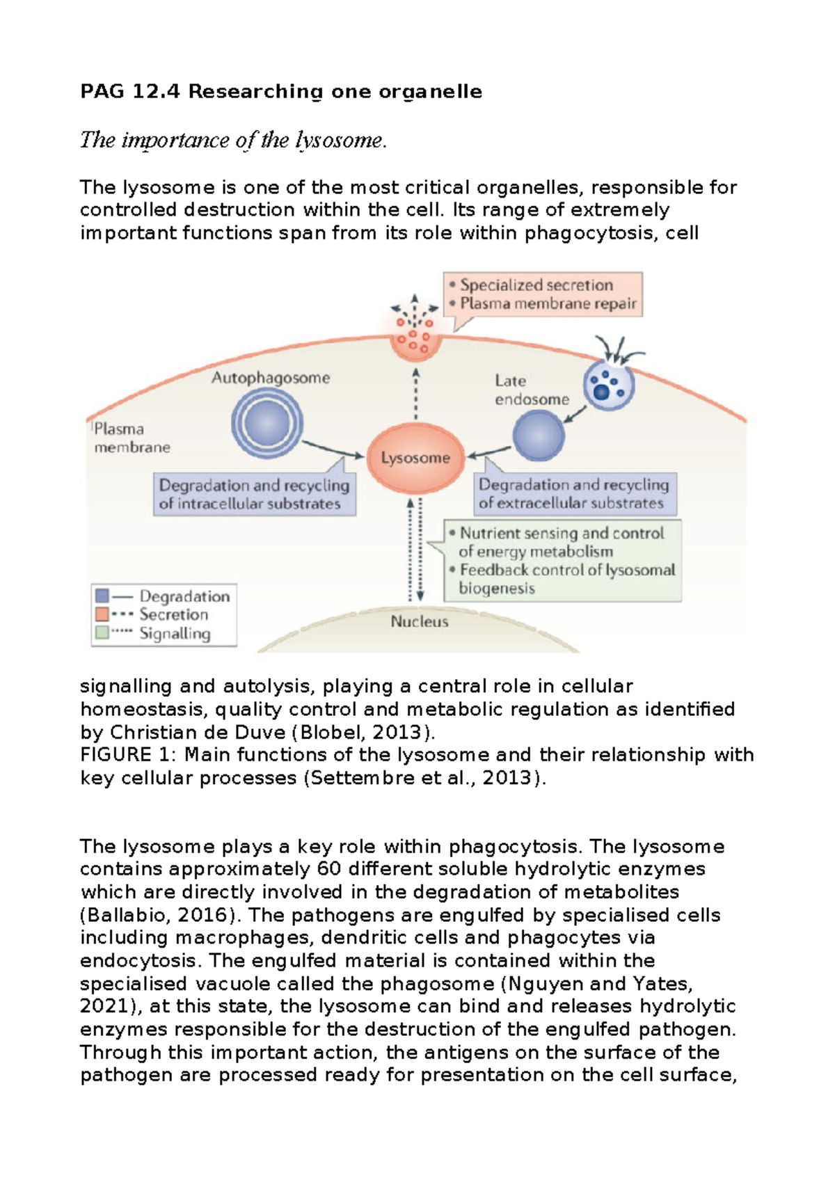 PAG 12.4 Final Exam: The Critical Role of Lysosomes in Cells - Studocu
