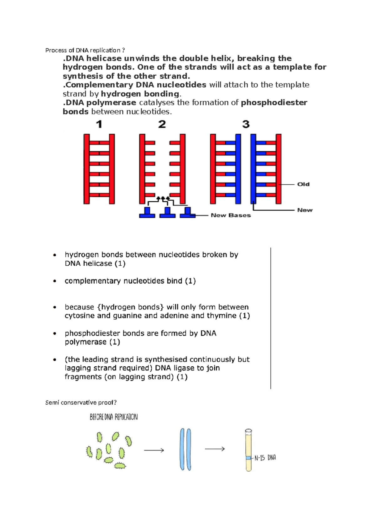 DNA Replication & mRNA Transcription in Eukaryotes - Summary - Studocu