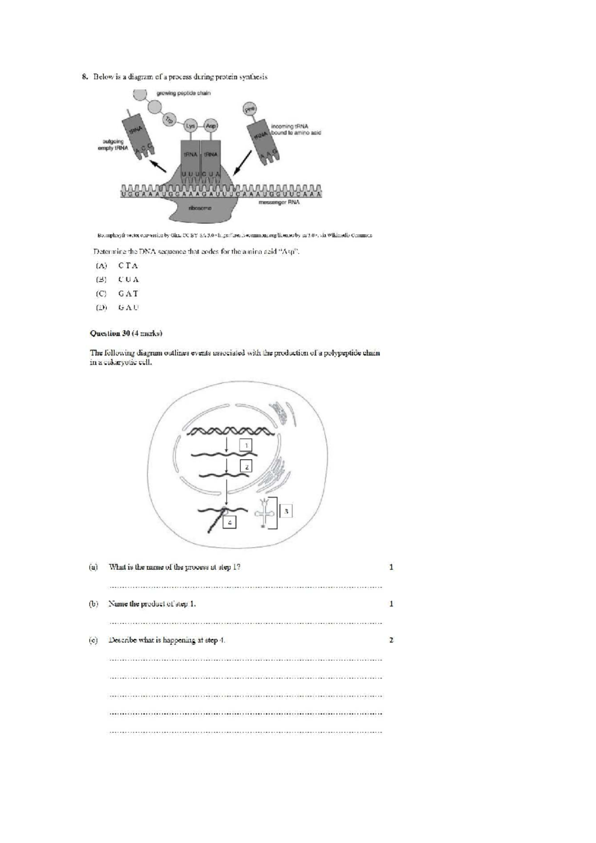 Mod 5 & 8 Revision Questions on Protein Synthesis & Hearing Disorders ...