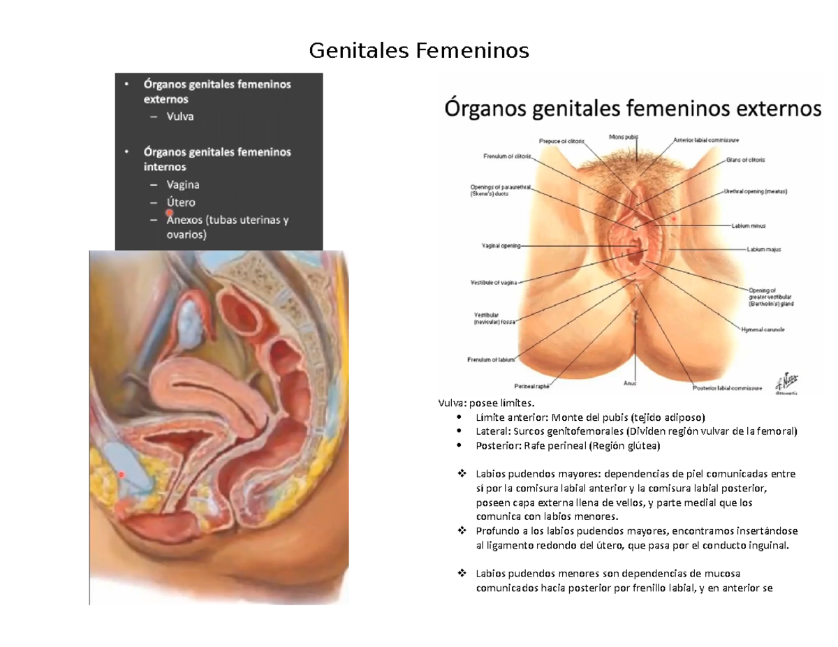 Anatomía de los Genitales Femeninos: Estructuras y Funciones - Studocu
