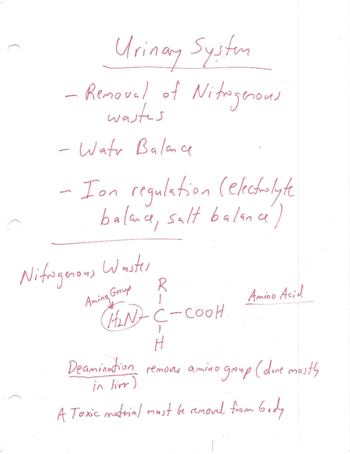Lecture Notes 10: Comprehensive Overview of the Urinary System - Studocu