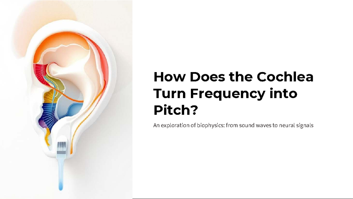 Bio Physics Midterm: Cochlea Frequency to Pitch Mechanism - Studocu