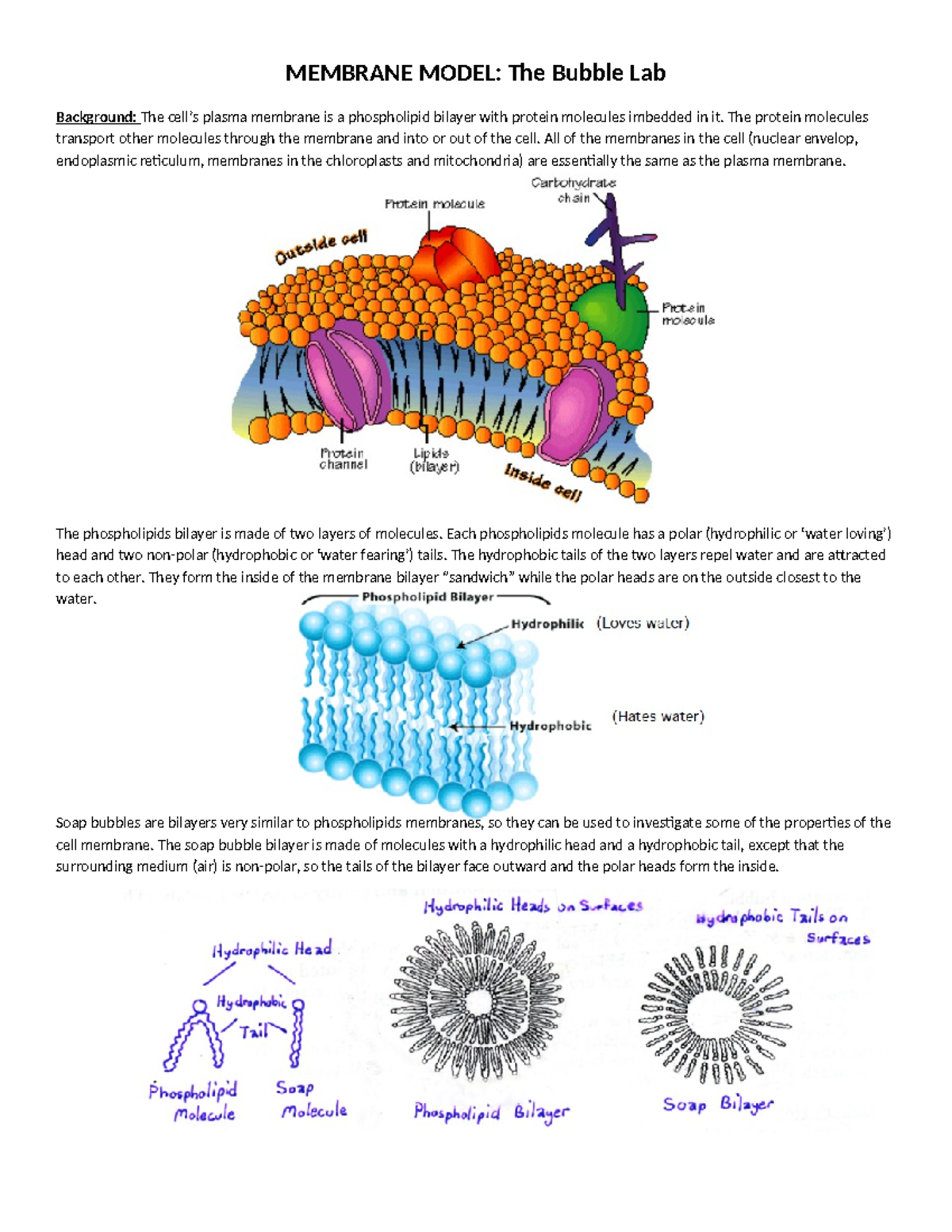 Membrane model: The bubble lab experiment (2014) - Studocu
