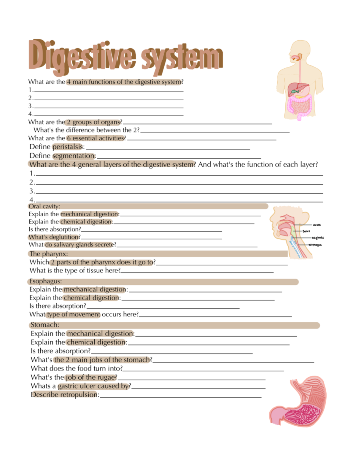 digestive system review sheet A&P 2 - Digestive system What are the 4 ...