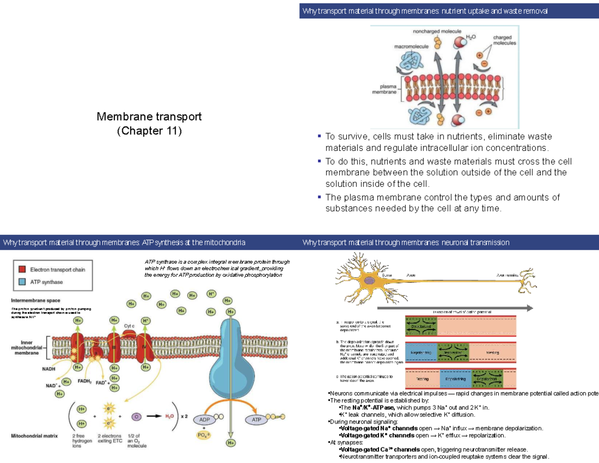MBGE304 Lecture 6 & 7: Membrane Transport Mechanisms and Functions ...