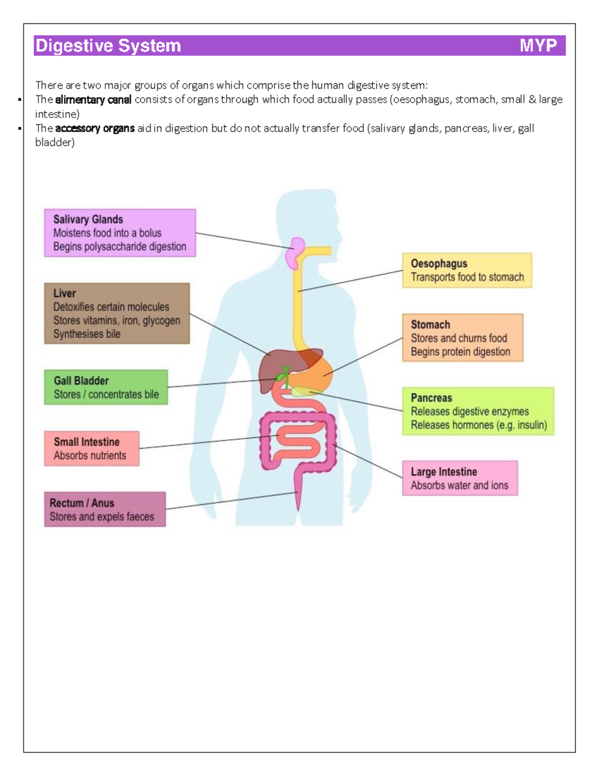 Digestive System Overview for MYP: Key Organs and Functions - Studocu