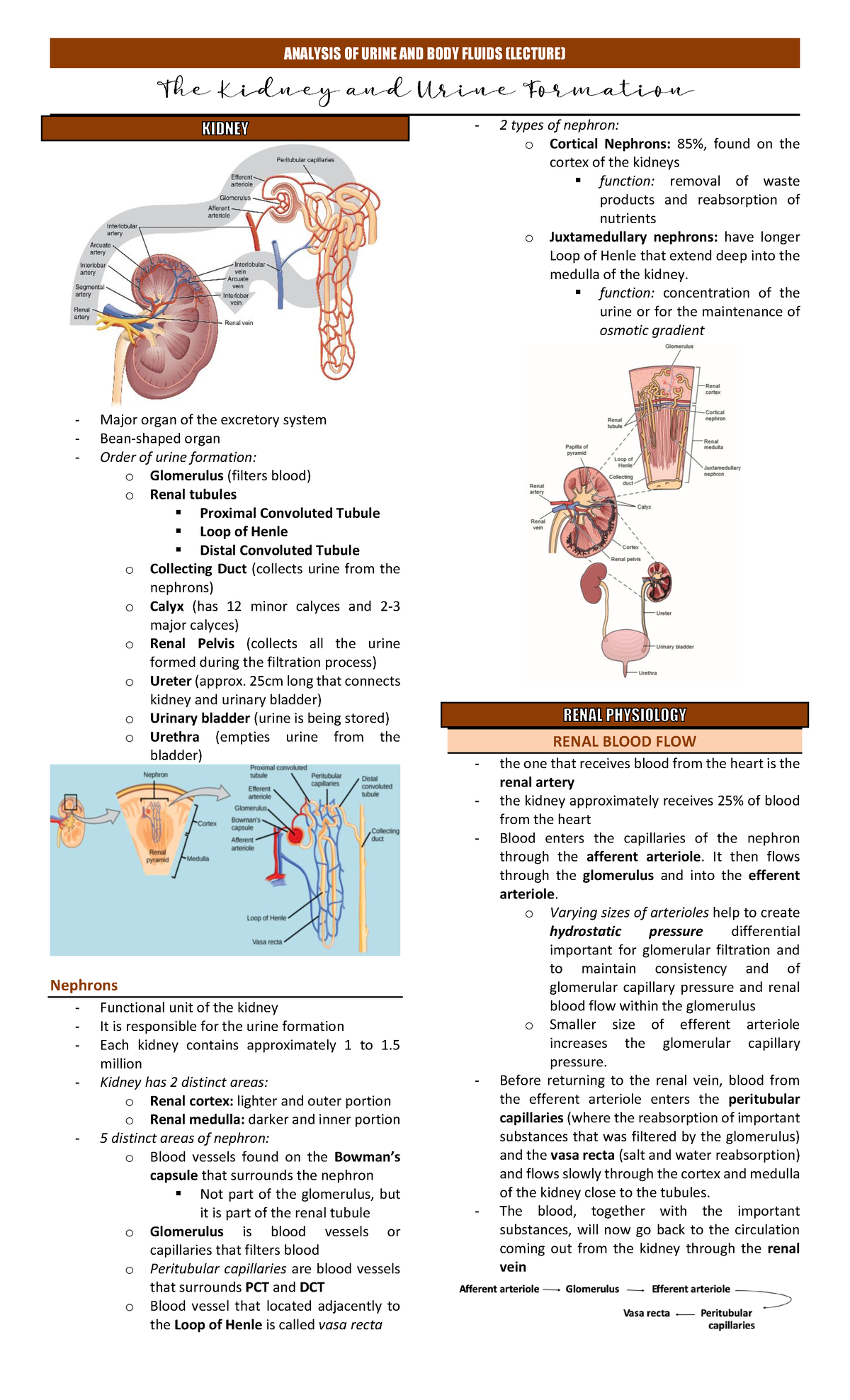AUBF-PART-1: Lecture on Urine and Body Fluids Analysis - Studocu