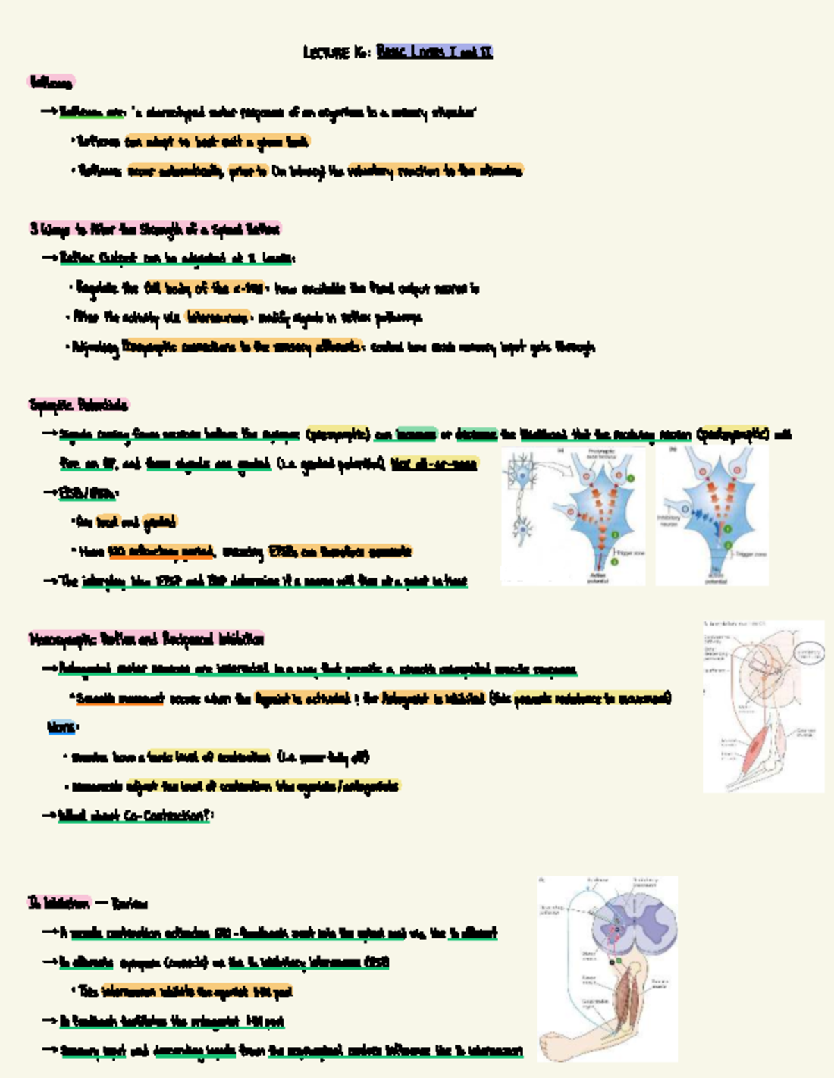 LECTURE 16: BASIC LOOPS & COMPLEX REFLEXES IN SPINAL CORD - Studocu