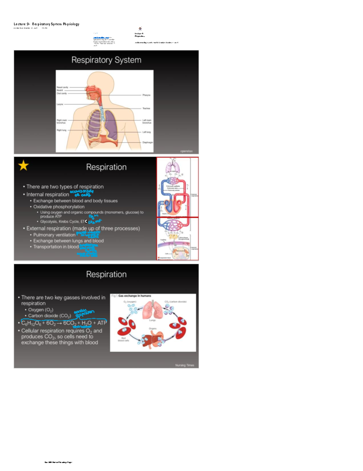 Lecture 9 - Human Physiology: Respiratory System Overview (BIO 2604 ...
