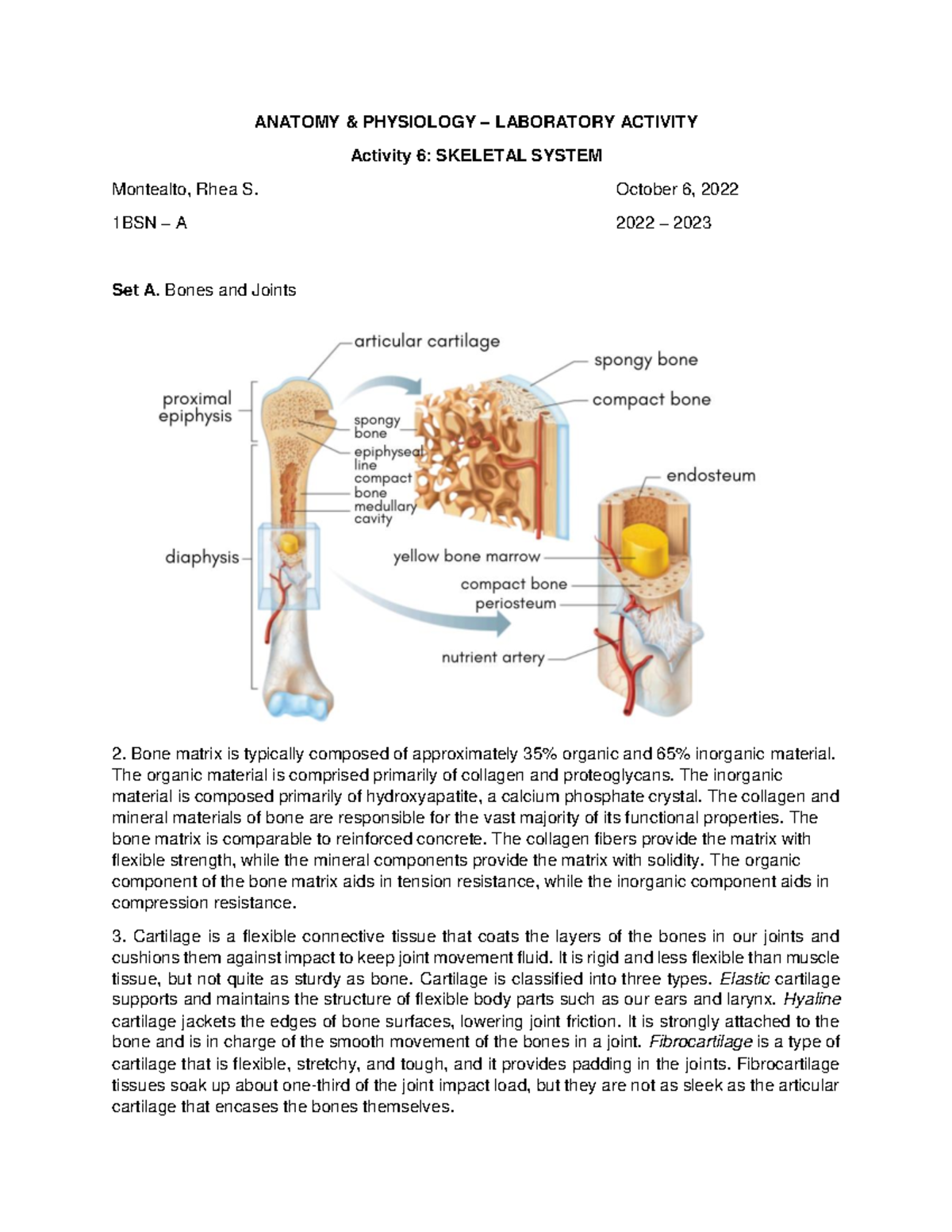 Activity 6: Skeletal System Overview (1BSN - A 2022-2023 LAB) - Studocu