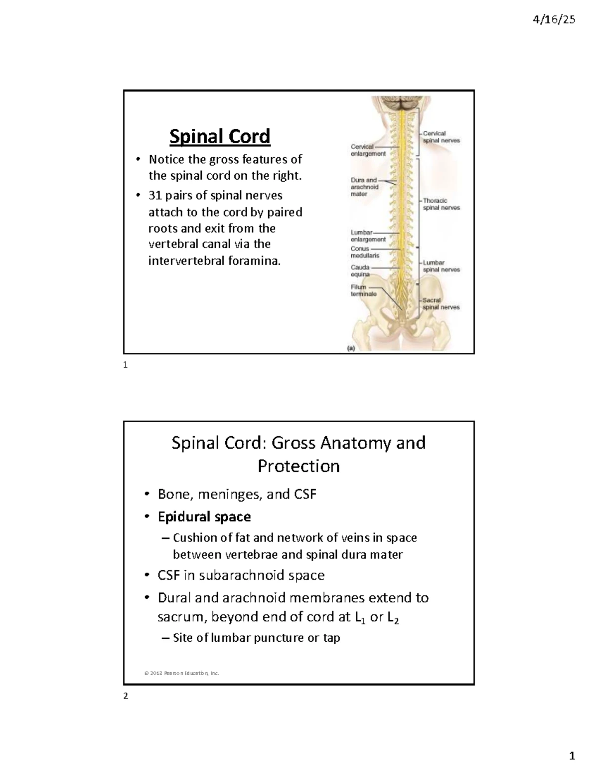 Comprehensive Study of Spinal Cord Anatomy & Reflexes (ANAT 101) - Studocu