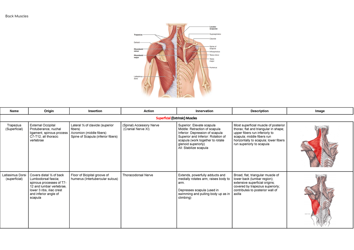 Erector Spinae Worksheet: Key Q\u0026A and Muscle Details Analysis - Studocu, image size:1200x848